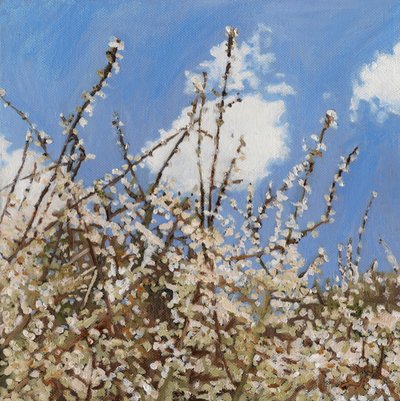 Mayflower, 2012 von Helen White